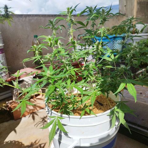 Purple punch x Lemon haze #1 growlog timeline photo
