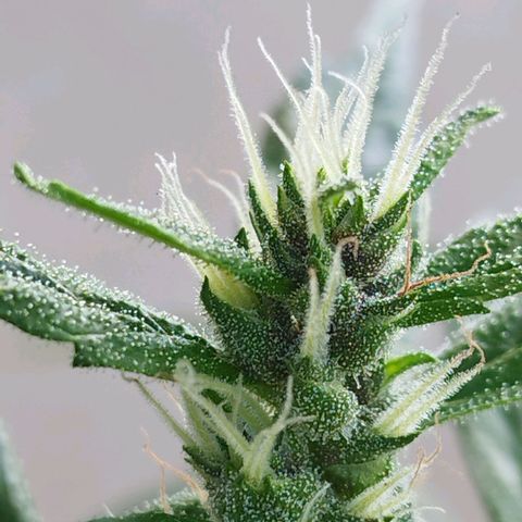 Purple punch x Lemon haze #1 growlog timeline photo