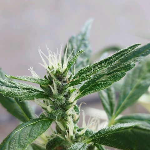 Purple punch x Lemon haze #1 growlog timeline photo