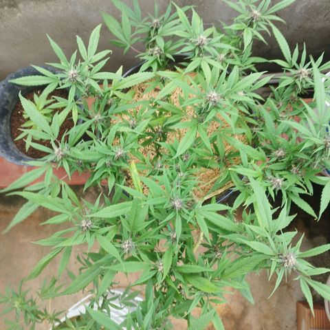 Purple punch x Lemon Haze # 4 growlog timeline photo