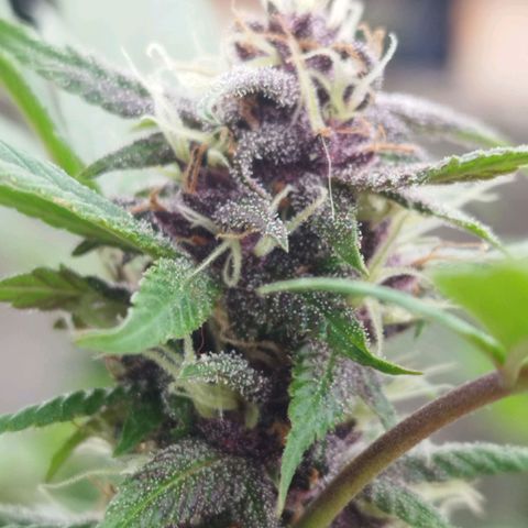 Purple punch x Lemon Haze # 4 growlog timeline photo