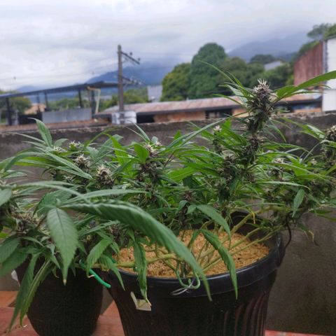 Purple punch x Lemon Haze # 4 growlog timeline photo