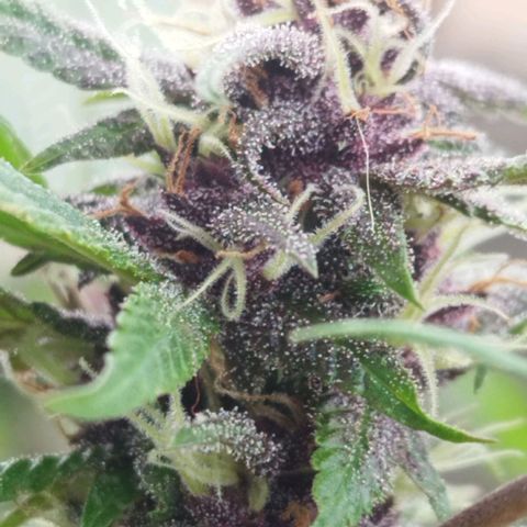 Purple punch x Lemon Haze # 4 growlog timeline photo