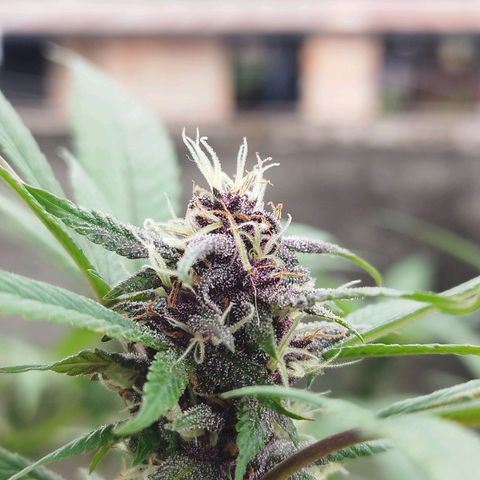 Purple punch x Lemon Haze # 4 growlog timeline photo