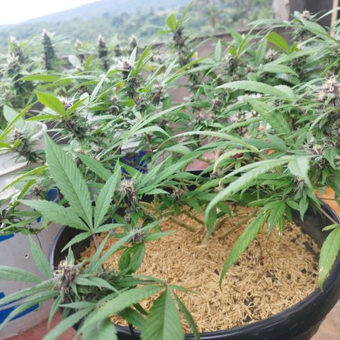 Purple punch x Lemon Haze # 4 growlog timeline photo