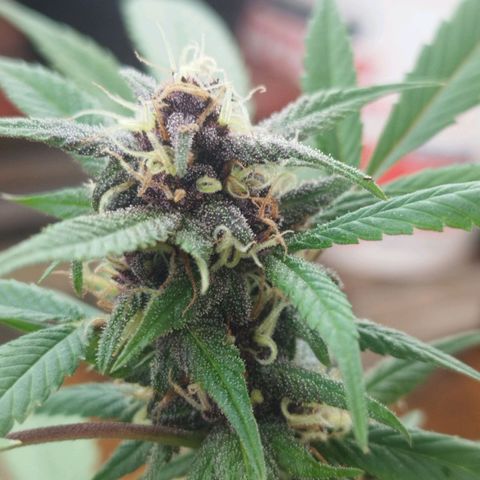 Purple punch x Lemon Haze # 4 growlog timeline photo