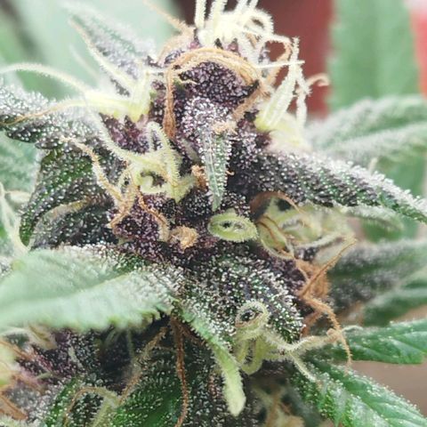 Purple punch x Lemon Haze # 4 growlog timeline photo