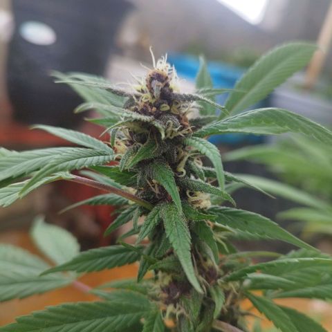 Purple punch x Lemon Haze # 4 growlog timeline photo