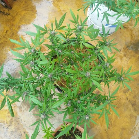 Purple punch x Lemon Haze # 4 growlog timeline photo