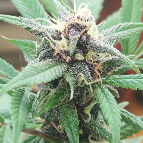 Purple punch x Lemon Haze # 4 growlog timeline photo