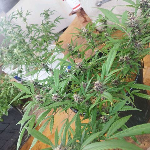 Purple punch x Lemon Haze # 4 growlog timeline photo