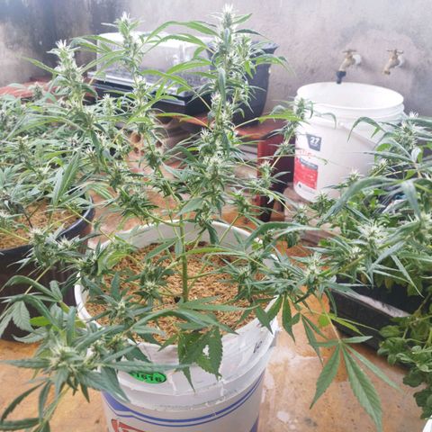 Purple punch x Lemon haze #1 growlog timeline photo