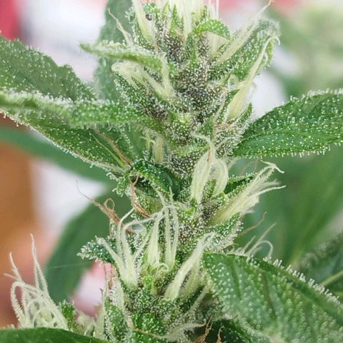 Purple punch x Lemon haze #1 growlog timeline photo