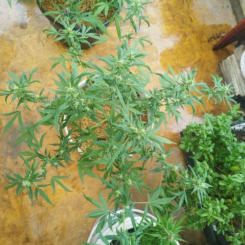 Purple punch x Lemon haze #1 growlog timeline photo