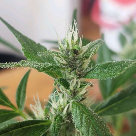Purple punch x Lemon haze #1 growlog timeline photo