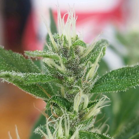 Purple punch x Lemon haze #1 growlog timeline photo