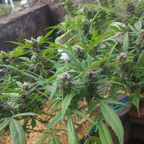 Purple punch x Lemon Haze # 4 growlog timeline photo