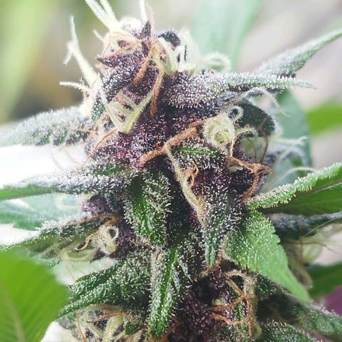 Purple punch x Lemon Haze # 4 growlog timeline photo