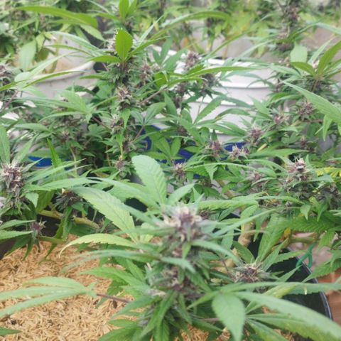 Purple punch x Lemon Haze # 4 growlog timeline photo