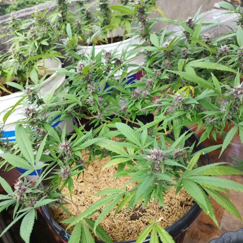 Purple punch x Lemon Haze # 4 growlog timeline photo
