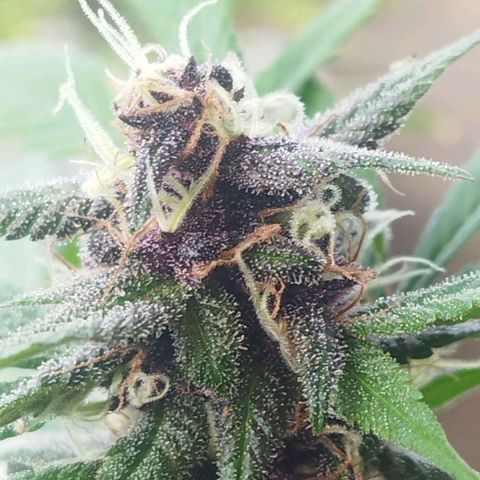 Purple punch x Lemon Haze # 4 growlog timeline photo