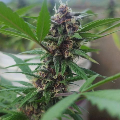 Purple punch x Lemon Haze # 4 growlog timeline photo