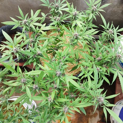 Purple punch x Lemon Haze # 4 growlog timeline photo