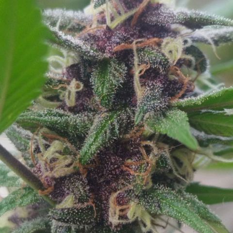Purple punch x Lemon Haze # 4 growlog timeline photo