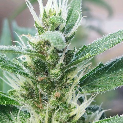 Purple punch x Lemon haze #1 growlog timeline photo