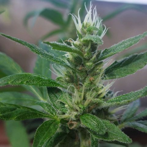 Purple punch x Lemon haze #1 growlog timeline photo