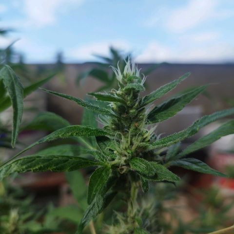 Purple punch x Lemon haze #1 growlog timeline photo