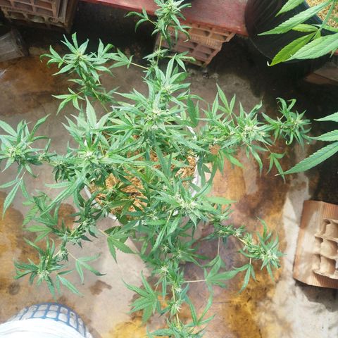 Purple punch x Lemon haze #1 growlog timeline photo