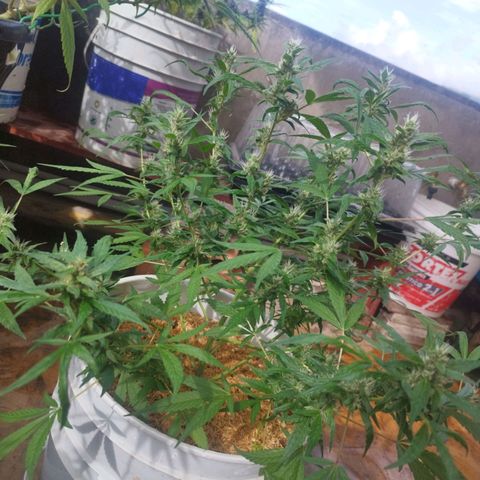 Purple punch x Lemon haze #1 growlog timeline photo