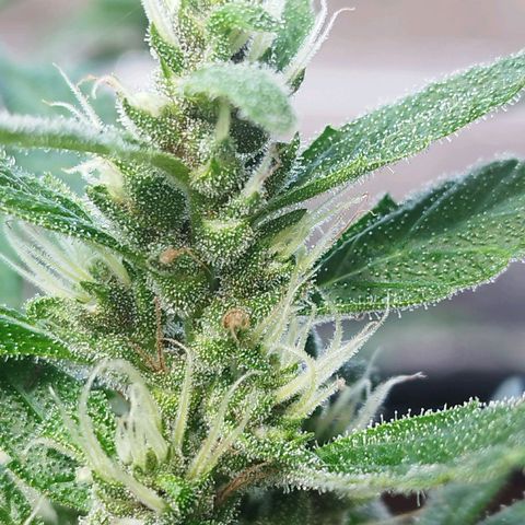 Purple punch x Lemon haze #1 growlog timeline photo
