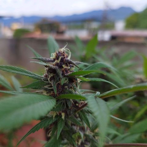 Purple punch x Lemon Haze # 4 growlog timeline photo