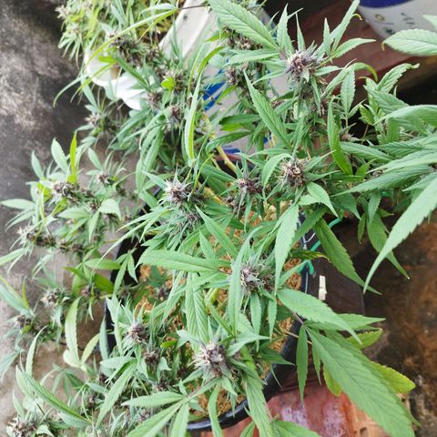 Purple punch x Lemon Haze # 4 growlog timeline photo