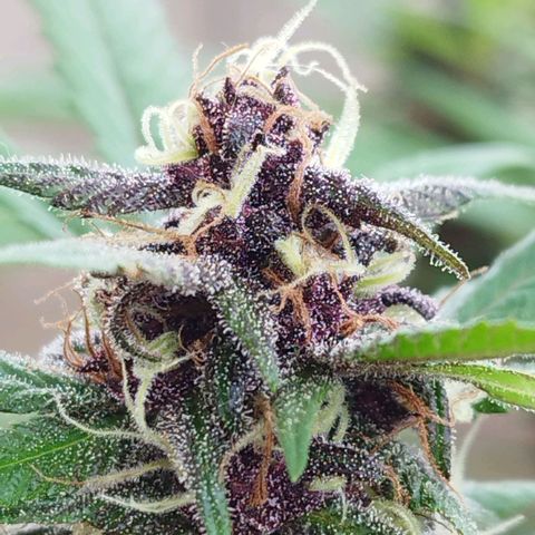 Purple punch x Lemon Haze # 4 growlog timeline photo