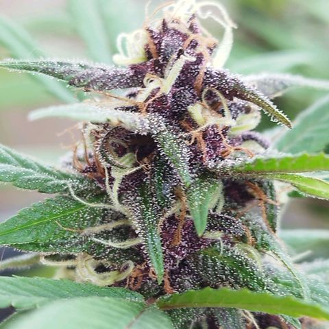 Purple punch x Lemon Haze # 4 growlog timeline photo