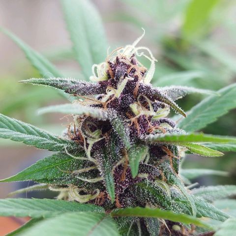 Purple punch x Lemon Haze # 4 growlog timeline photo