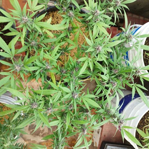Purple punch x Lemon Haze # 4 growlog timeline photo