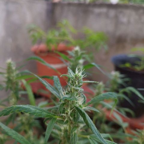 Purple punch x Lemon haze #1 growlog timeline photo
