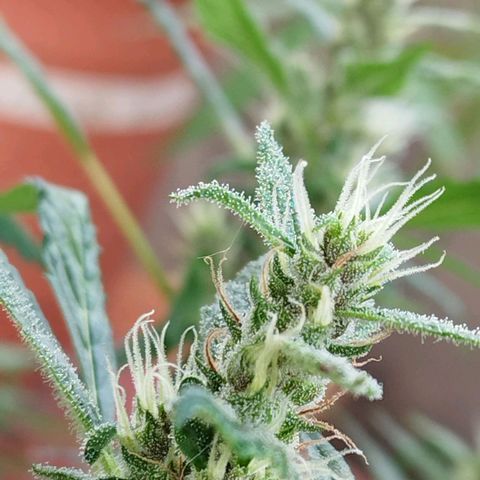 Purple punch x Lemon haze #1 growlog timeline photo