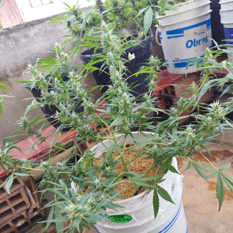 Purple punch x Lemon haze #1 growlog timeline photo