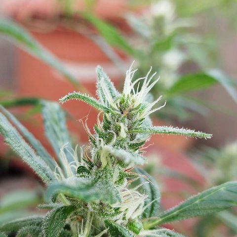 Purple punch x Lemon haze #1 growlog timeline photo