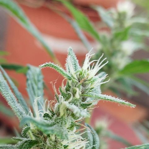 Purple punch x Lemon haze #1 growlog timeline photo