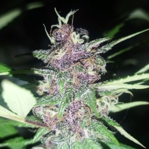 Purple punch x Lemon Haze # 4 growlog timeline photo