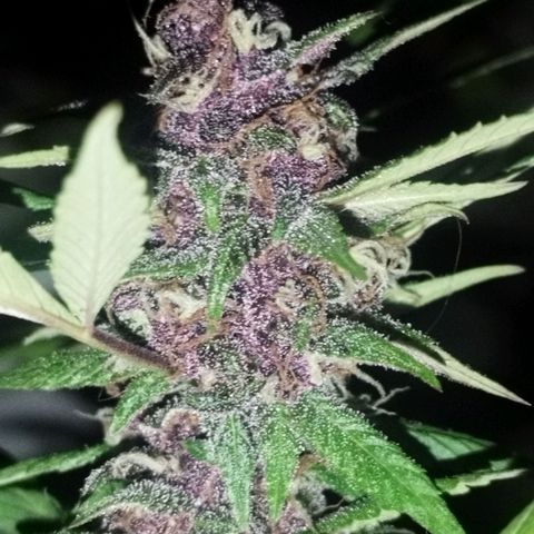 Purple punch x Lemon Haze # 4 growlog timeline photo