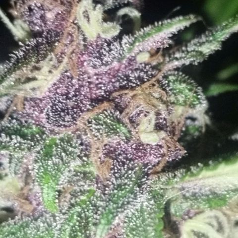 Purple punch x Lemon Haze # 4 growlog timeline photo