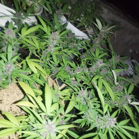 Purple punch x Lemon Haze # 4 growlog timeline photo