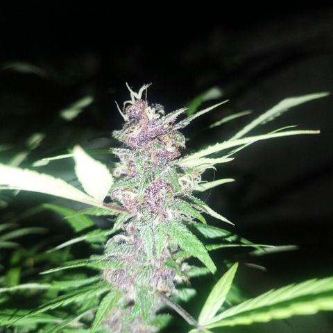 Purple punch x Lemon Haze # 4 growlog timeline photo